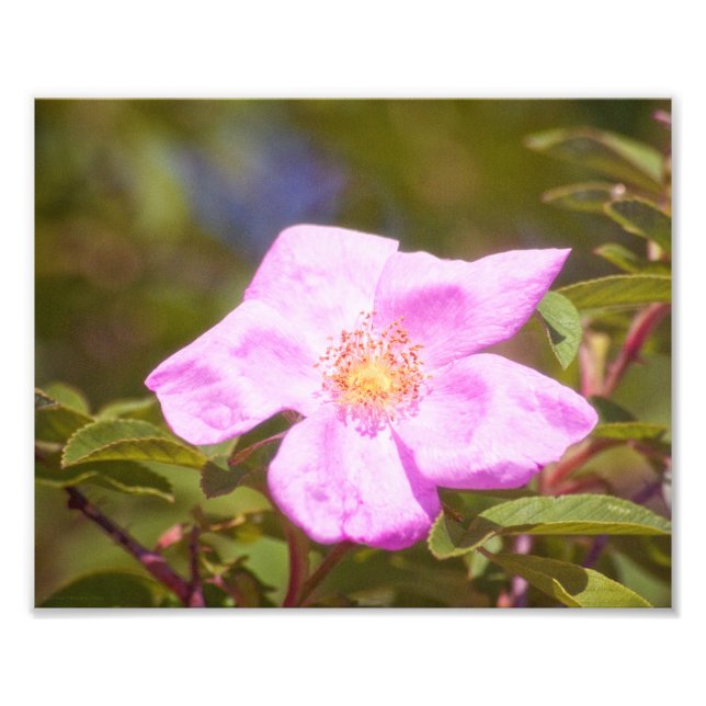 Briar Rose Photo Print (Front)