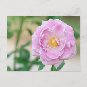 Briar Rose Postcard