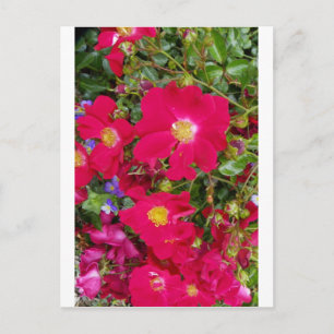 Briar Roses and Sweet Violets Postcard