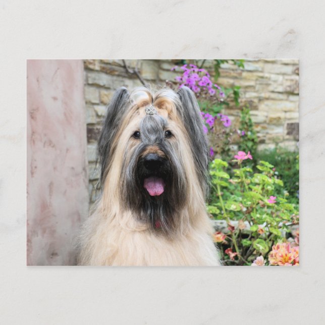 Briard Dog in a Tiara "Queen Bee" Postcard (Front)