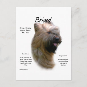 Briard (tawny) History Design Postcard