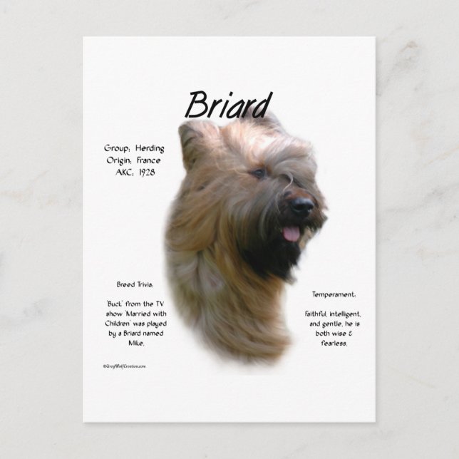 Briard (tawny) History Design Postcard (Front)
