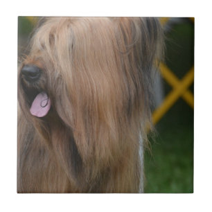 Briard Tile