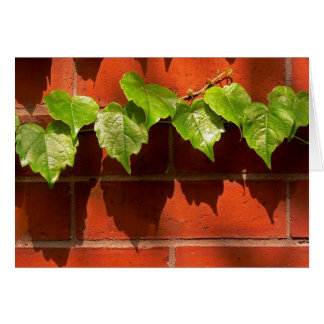 Brick Ivy