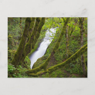 Bridal Veil Falls Postcard
