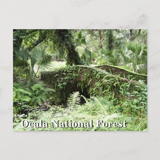 Bridge at Ocala National Forest Florida post card (Front)