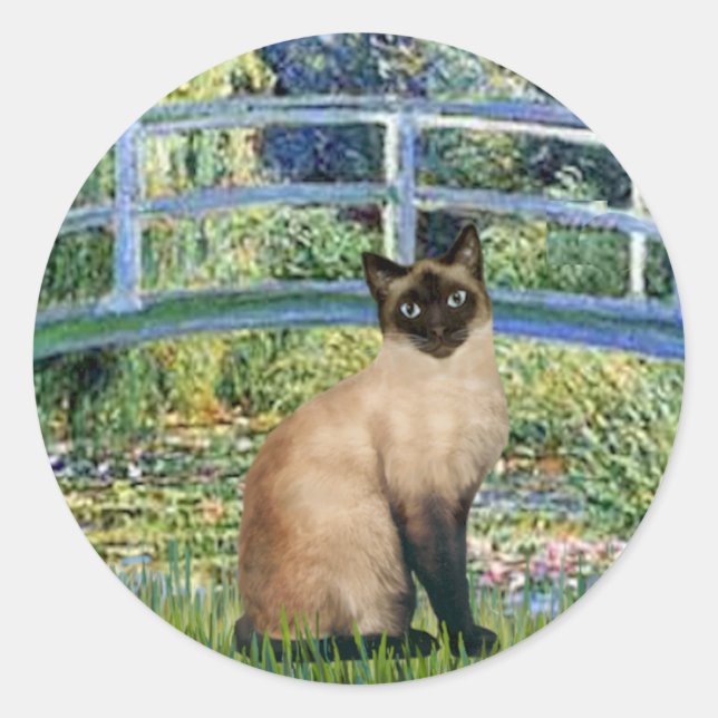 Bridge - Seal Point Siamese cat (Front)