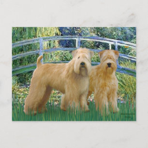 Bridge - Two Wheaten Terriers Postcard