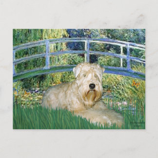 Bridge-Wheaten Terrier 1 Postcard