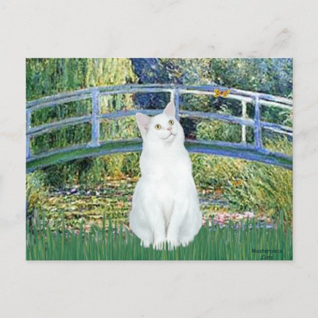 Bridge - White short haired cat Postcard (Front)
