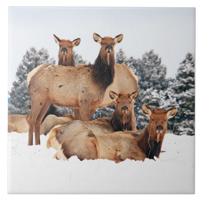 Bridger Mountains Cow Elk Large 6" x 6" Tile (Front)