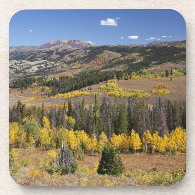 Bridger-Teton National Forest Coaster (Front)