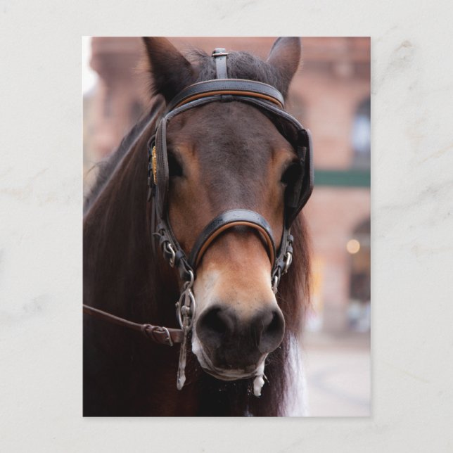 Bridled horse postcard (Front)