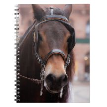 Bridled horse