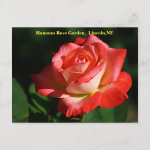 Brigadoon Rose Postcard HRG 400 2014