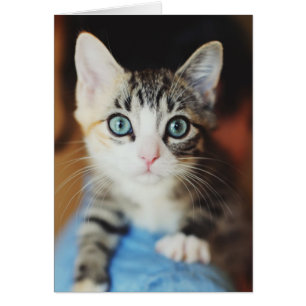 Bright Blue Eyed Kitten