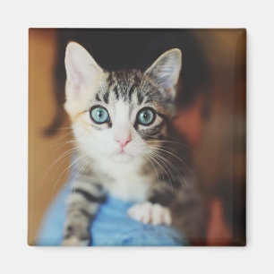 Bright Blue Eyed Kitten Magnet