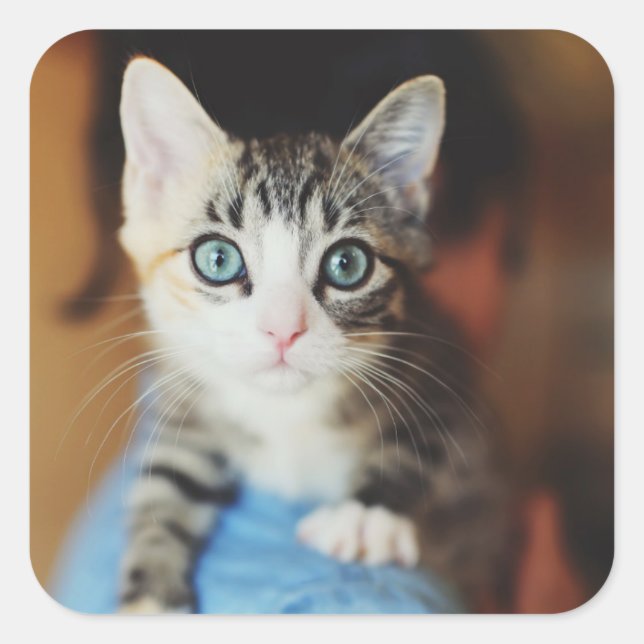Bright Blue Eyed Kitten Square Sticker (Front)