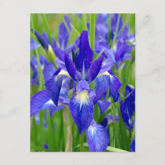 Bright Blue Iris Flowers Postcard (Front)