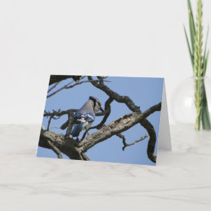 Bright Blue Jay Card