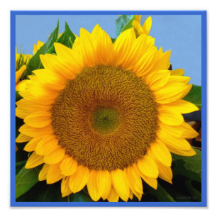 Bright Blue Sunflower Photo Print