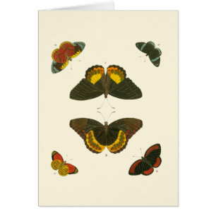 Bright Butterflies by Pieter Cramer