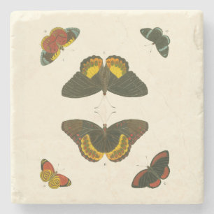 Bright Butterflies by Pieter Cramer Stone Coaster