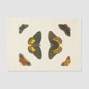 Bright Butterflies by Pieter Cramer Tissue Paper