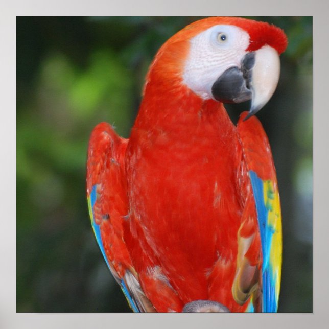 Bright Colored Parrot Poster (Front)