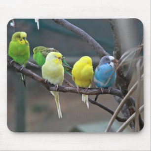 Bright Colourful Parakeets Budgies Parrots Birds Mouse Pad