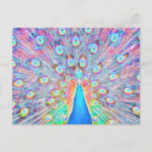 Bright Colourful *Peacock* Spirit Design Postcard