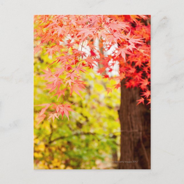 Bright colours of Japanese maple tree in autumn Postcard (Front)
