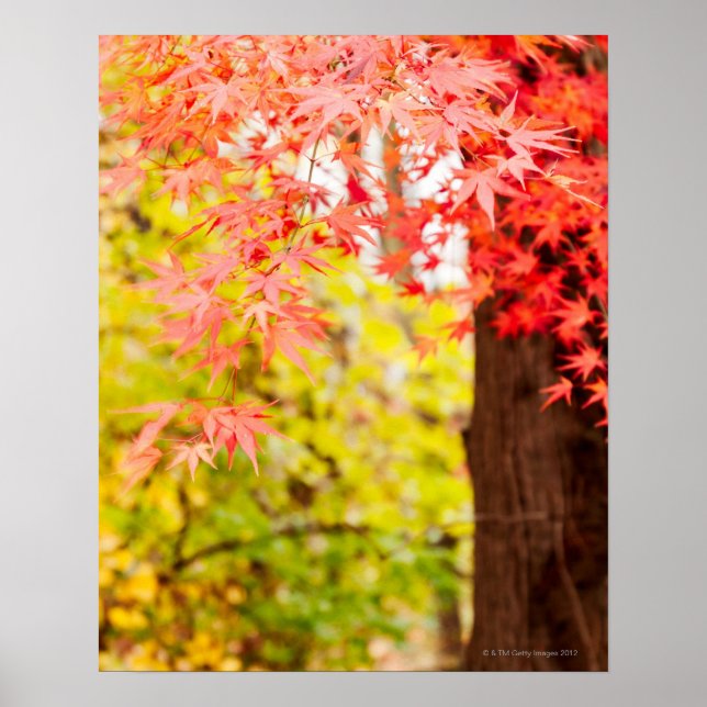 Bright colours of Japanese maple tree in autumn Poster (Front)
