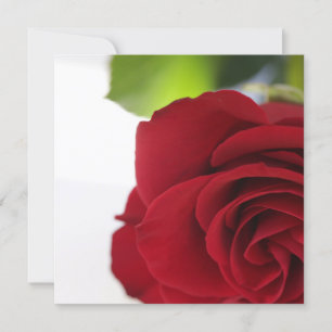 Bright Colours Red Rose Your Text Flat Card