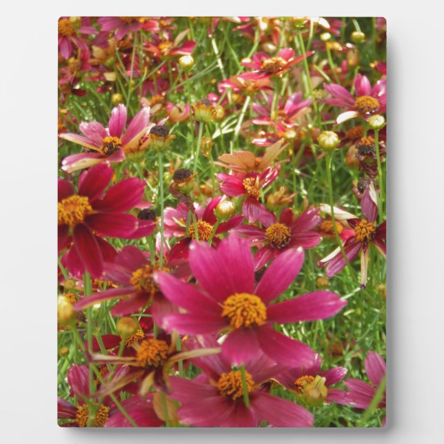 Bright Hot Pink and Yellow Daisy flowers Plaque (Front)