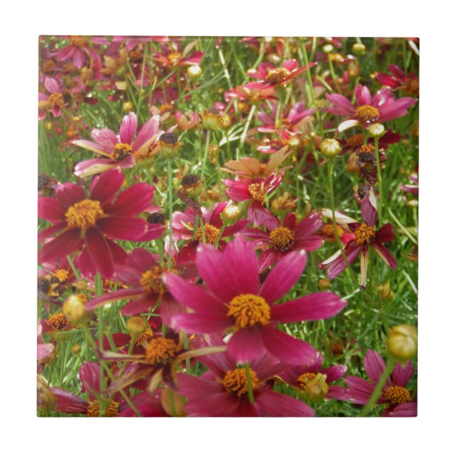 Bright Hot Pink and Yellow Daisy flowers Tile (Front)
