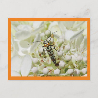 Bright insect on white blossom cluster postcard