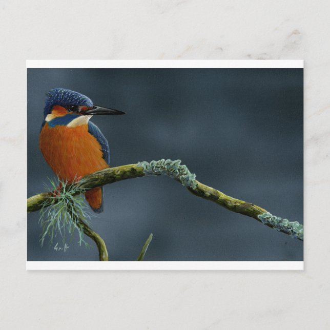 Bright Kingfisher gifts Postcard (Front)