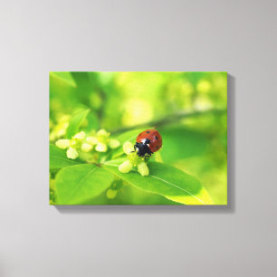 Bright Ladybird Canvas Print