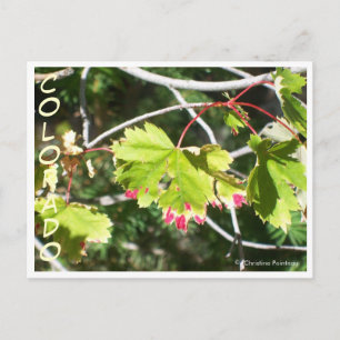 Bright Leaves -CO Postcard