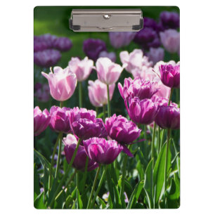 Bright lilac and pink tulips on a sunny day clipboard