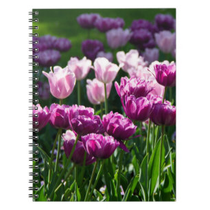 Bright lilac and pink tulips on a sunny day notebook