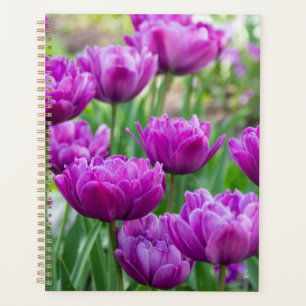 Bright lilac tulips on a sunny day planner