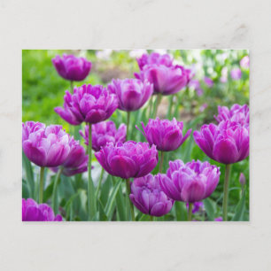 Bright lilac tulips on a sunny day postcard