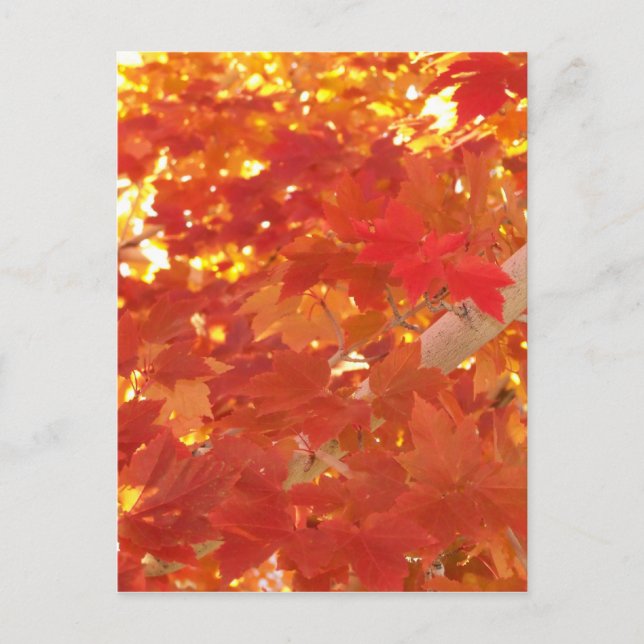 Bright Maple Leaves Postcard (Front)