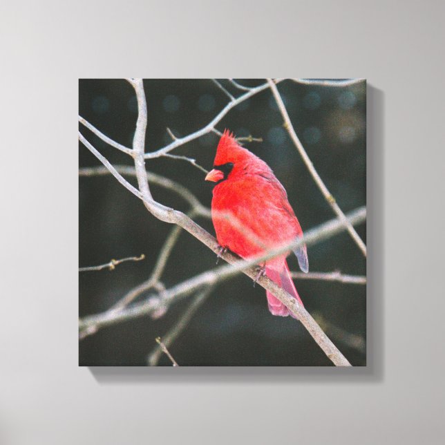 Bright Northern Cardinal Canvas Print (Front)