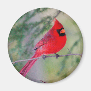 Bright Northern Cardinal Magnet