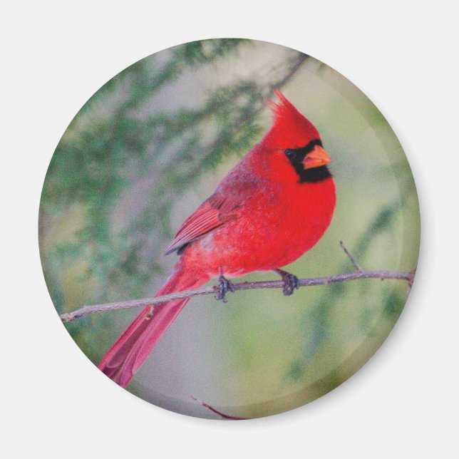 Bright Northern Cardinal Magnet (Front)