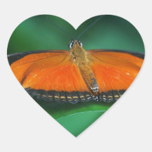 Bright Orange and Black Butterfly on Leaf