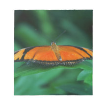 Bright Orange and Black Butterfly on Leaf